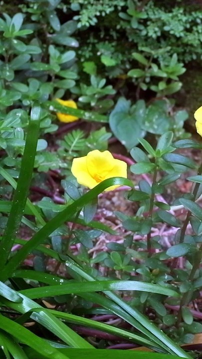 Berbaktilah Kepada Orang Tua !