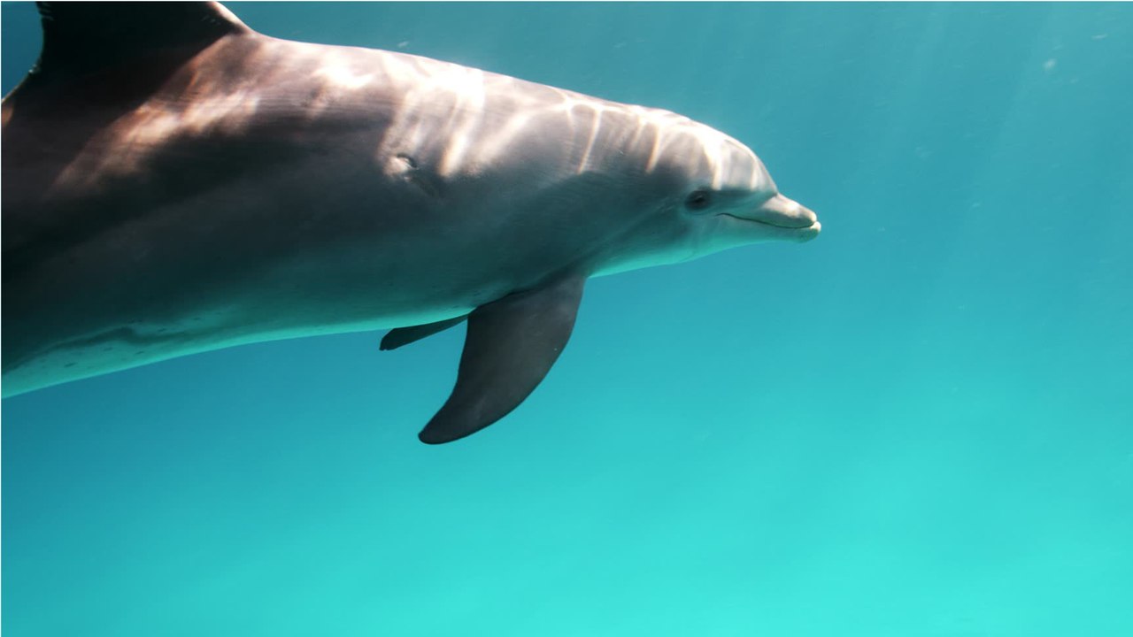 Dauphin vs marsouin : les différences