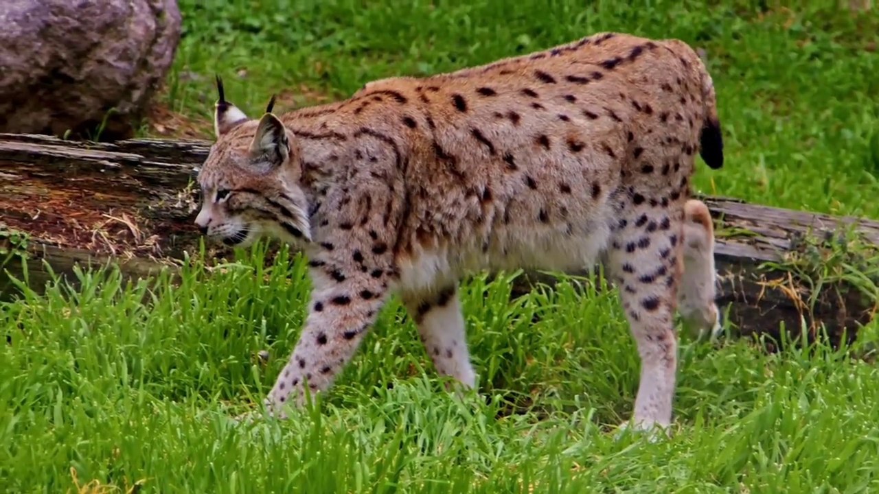 Best 4K Quality Animal Videos