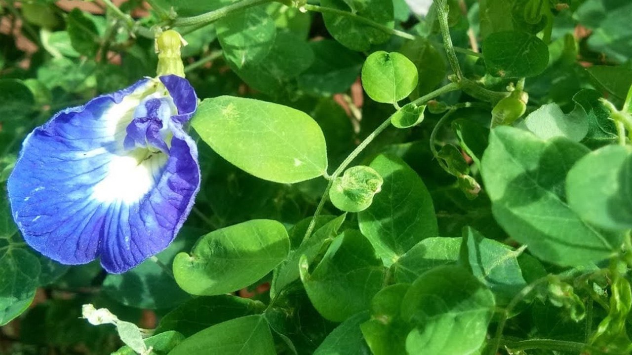 ఈ మొక్క మీ ఇంట్లో ఉంటే, లక్ష్మి దేవి మీ ఇంట్లో ఉన్నట్లే *Astrology | Telugu OneIndia