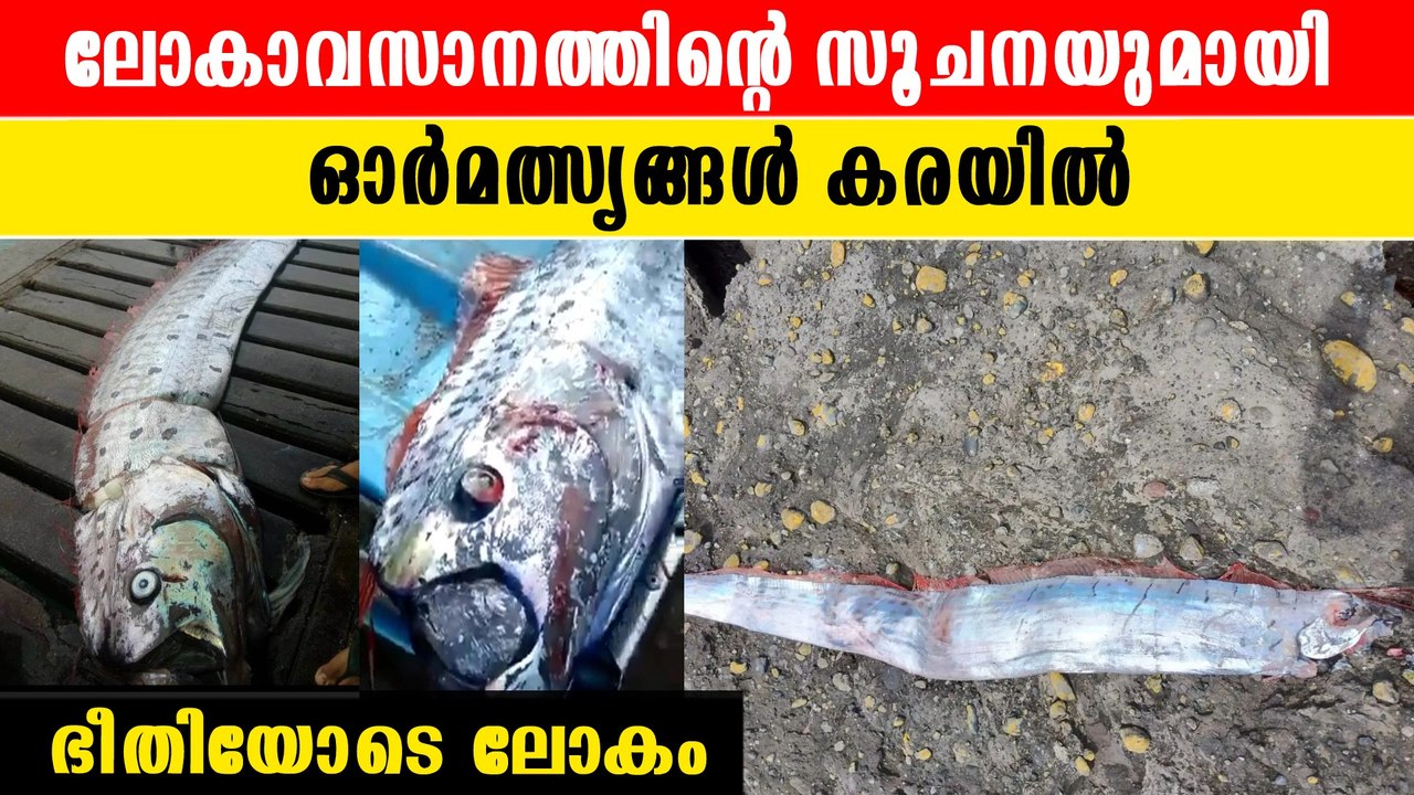ലോകത്തിന് ദുരന്ത സൂചന, ഓര്‍ മത്സ്യങ്ങള്‍  കരക്കടിഞ്ഞു | *Viral