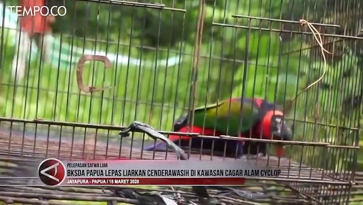 Saat Cendrawasih Dilepasliarkan di Kawasan Cagar Alam Cyclop Papua