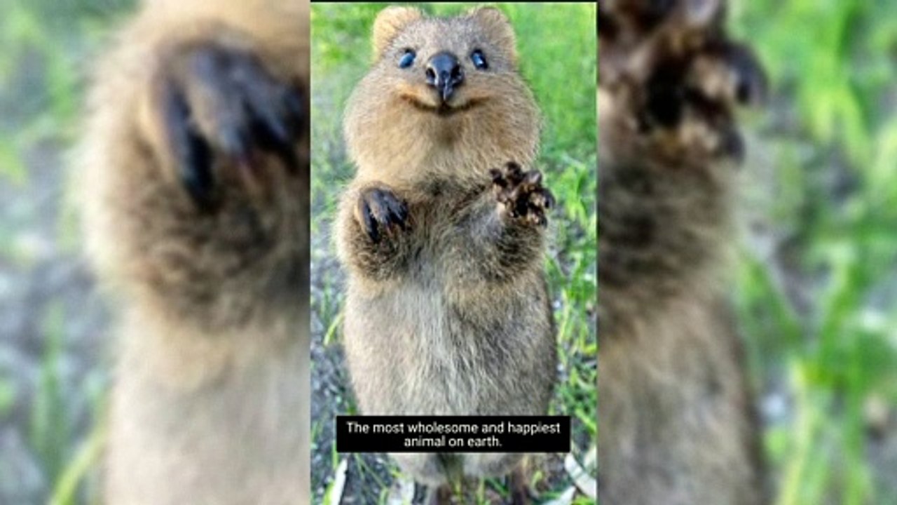 Meet Quokkas: The World's Happiest and Most Adorable Animals 😊