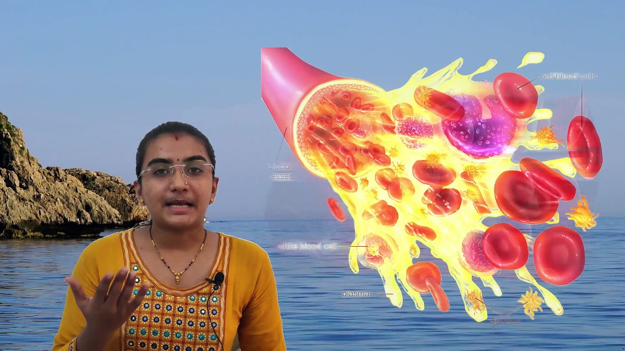 મનુષ્યમાં પરિવહન તંત્ર  परिसंचरण तंत्र  Blood Circulation System in Humans By Priyanka madam