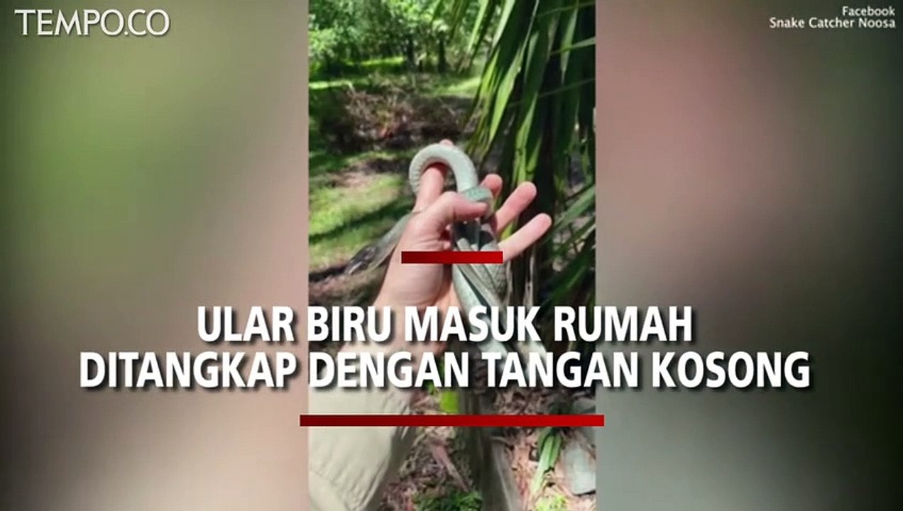 Ular Biru Sangat Langka Masuk Rumah, Sembunyi di Beranda Keluarga