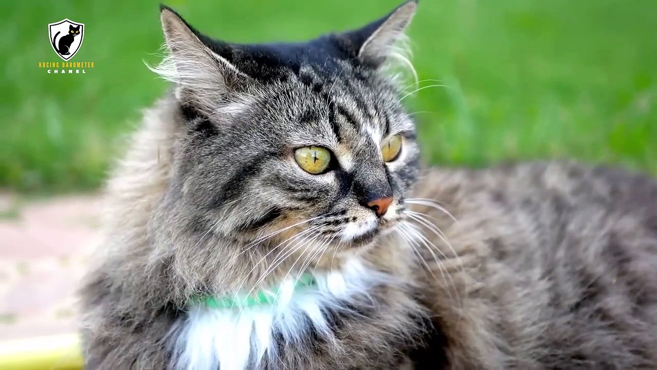 A Collection of Adorable Cat Breeds