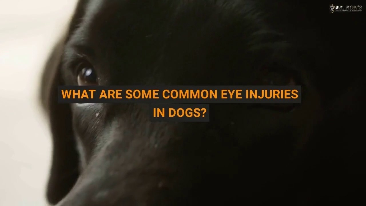 What Are Some Common Eye Injuries in Dogs?