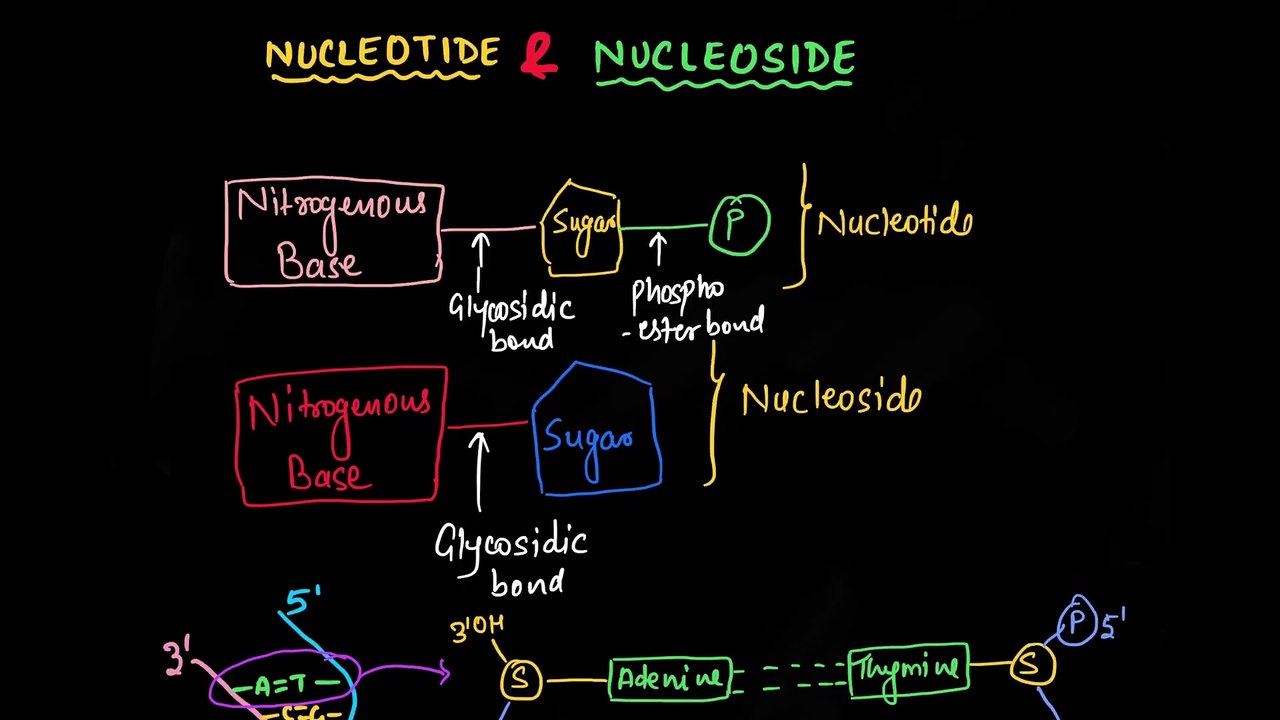 What is Nucleotides and Nucleosides