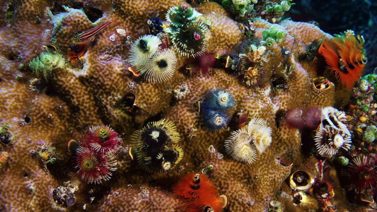 Wild Window - Bejeweled Fishes