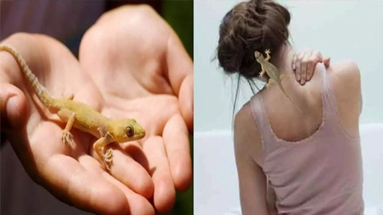 शरीर पर छिपकली गिरना शुभ या अशुभ । शरीर पर छिपकली गिरने का मतलब । Boldsky *Religious