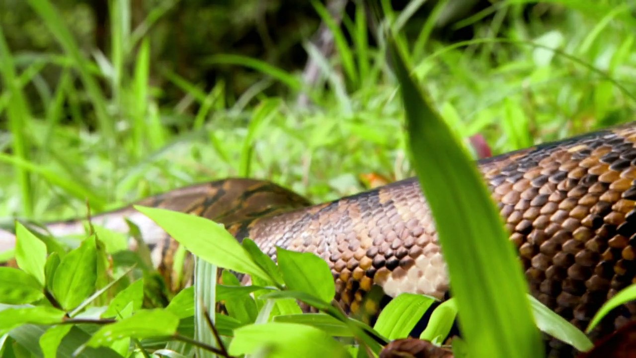 How Big Can It Get - Snakezilla