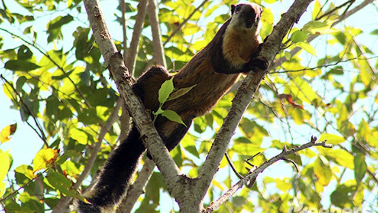 The Island of Bali and its exotic animals