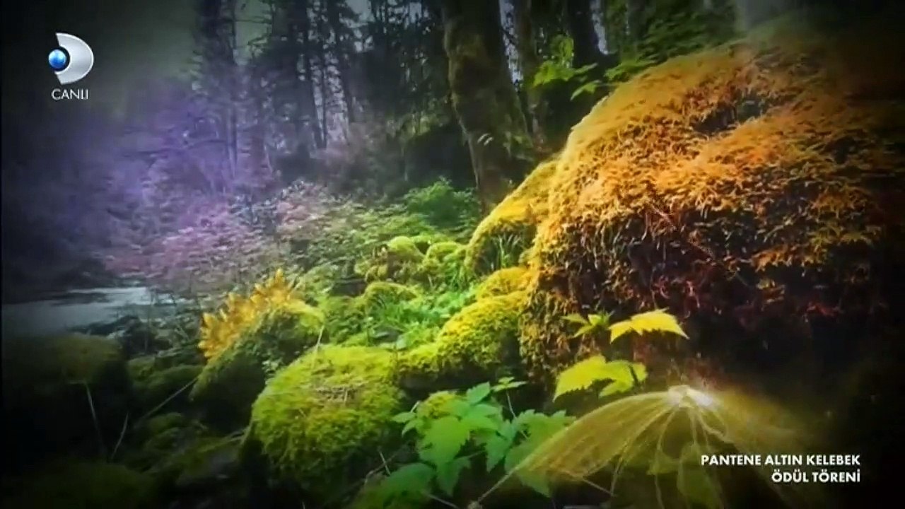 48. Pantene Altın Kelebek Ödüllerinin yolculuğu