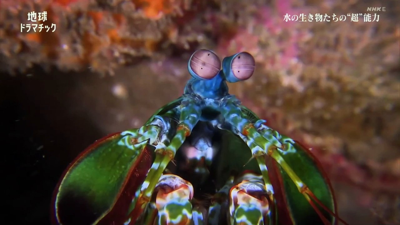 「生き物たちの“超”能力  水に生きる」地球ドラマチック20221203