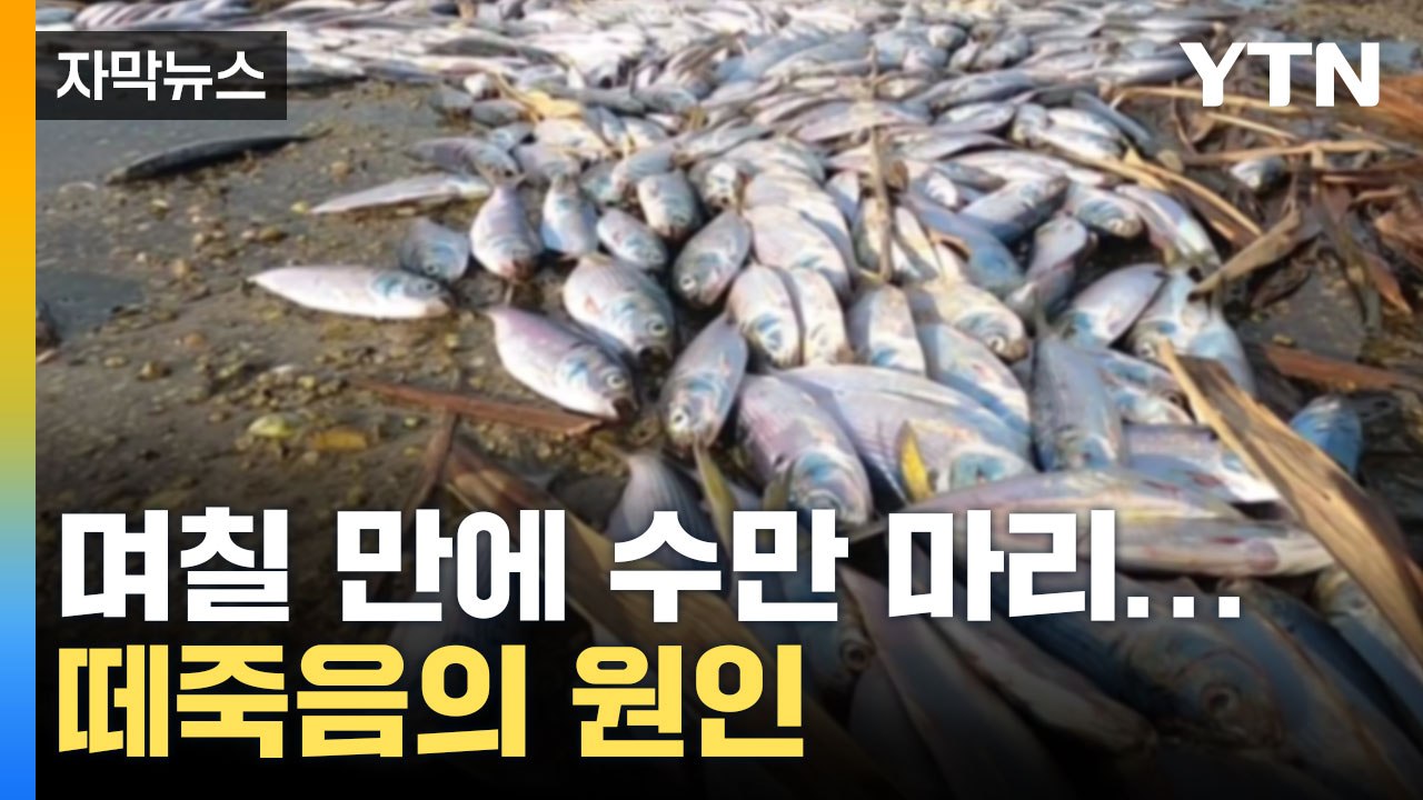 [자막뉴스] 이틀만에 무려... 고성 송지호 전어 떼죽음의 원인 / YTN