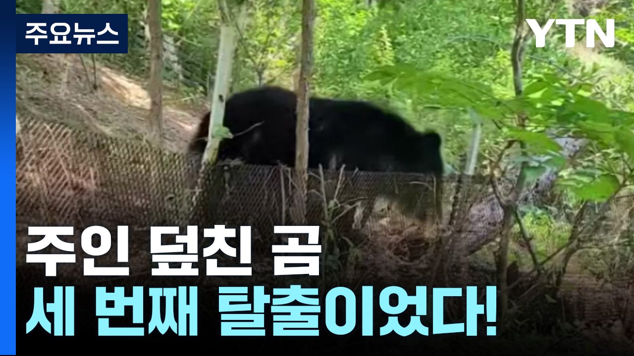 [뉴스라이더] 주인 덮친 곰, 세 번째 탈출이었다! / YTN