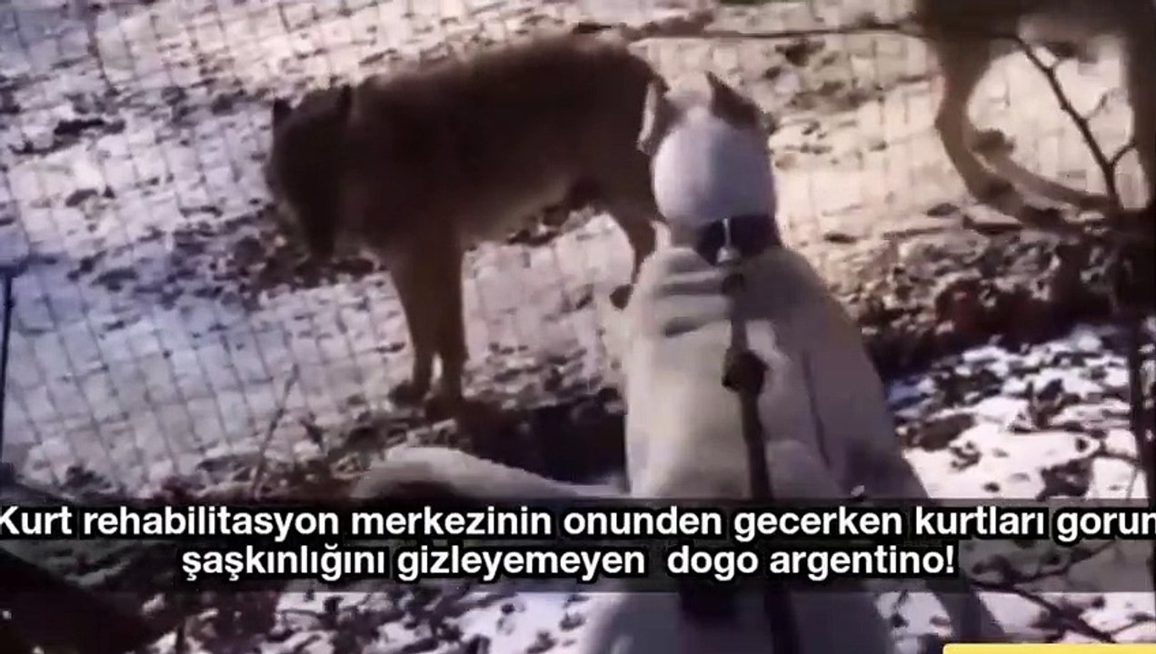 American Pitbull Terrier vs Wild Wolf   Dogs vs wolf