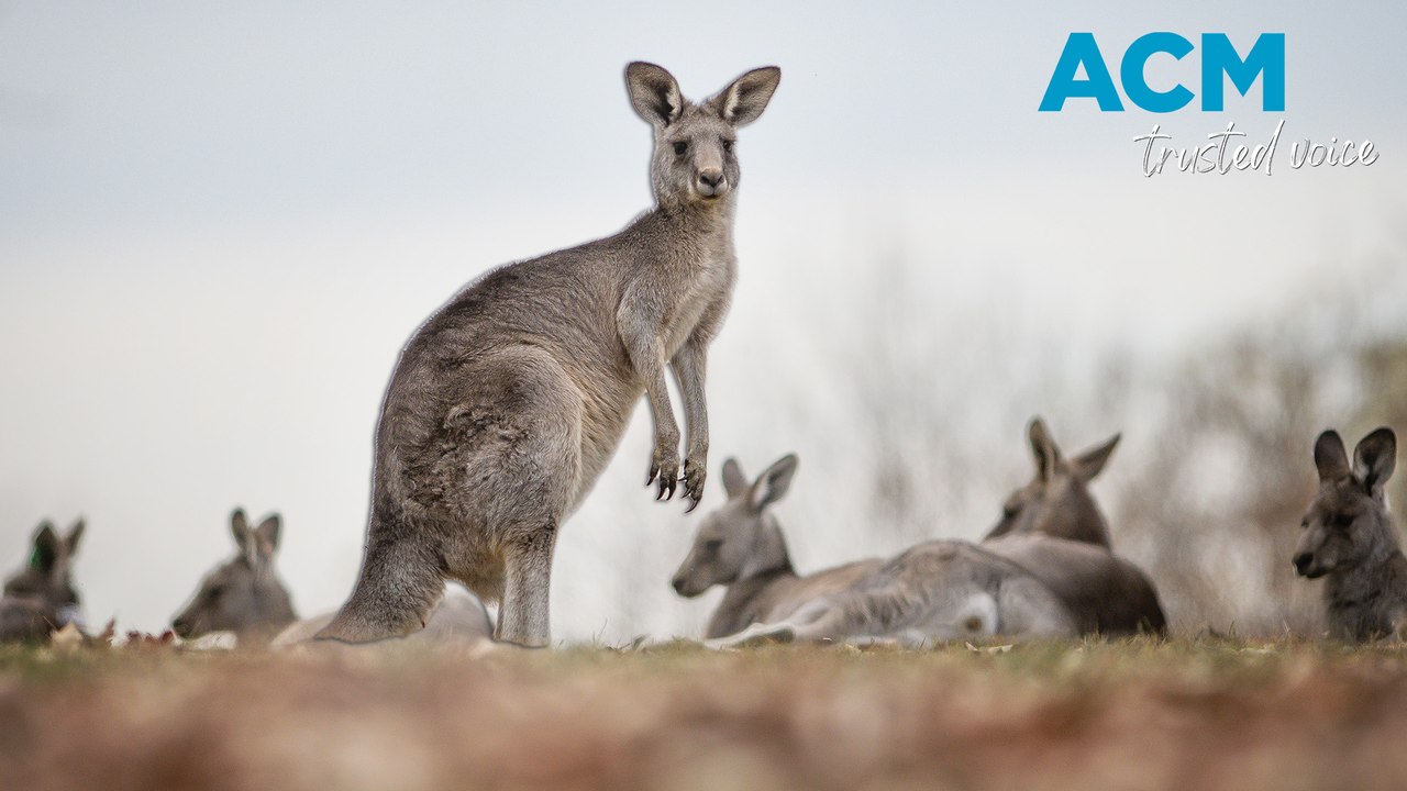 Campaign to keep Australian wildlife from becoming roadkill