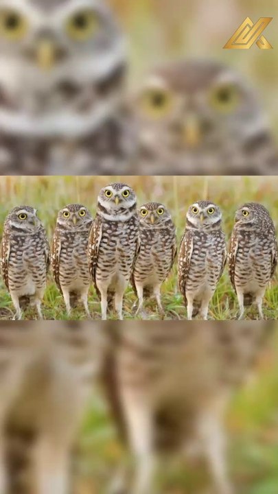 8 Owls You Might Hear at Night & Their Haunting Calls #shorts