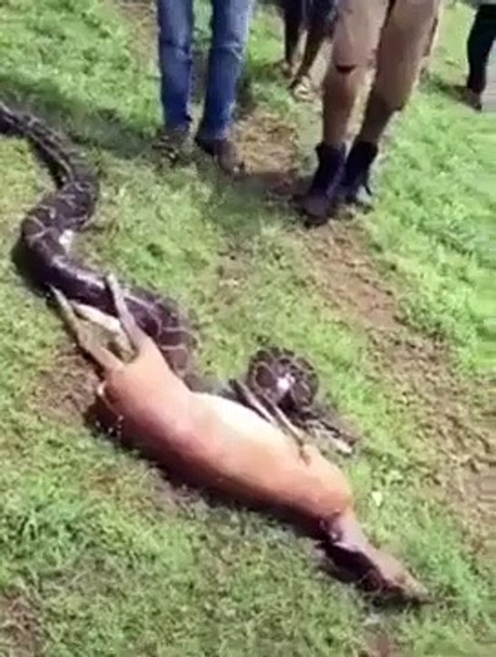 python​ snake swallow #shorts 2021