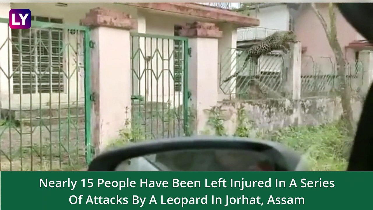 Leopard Attack In Assam: The Big Cat Jumps Over Fence And Attacks Car In Jorhat