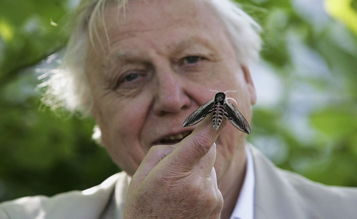 Sir David Attenborough in profile: Broadcaster and Natural World Presenter