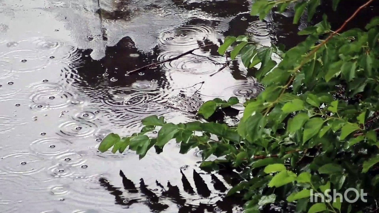 Nature video 4k quality