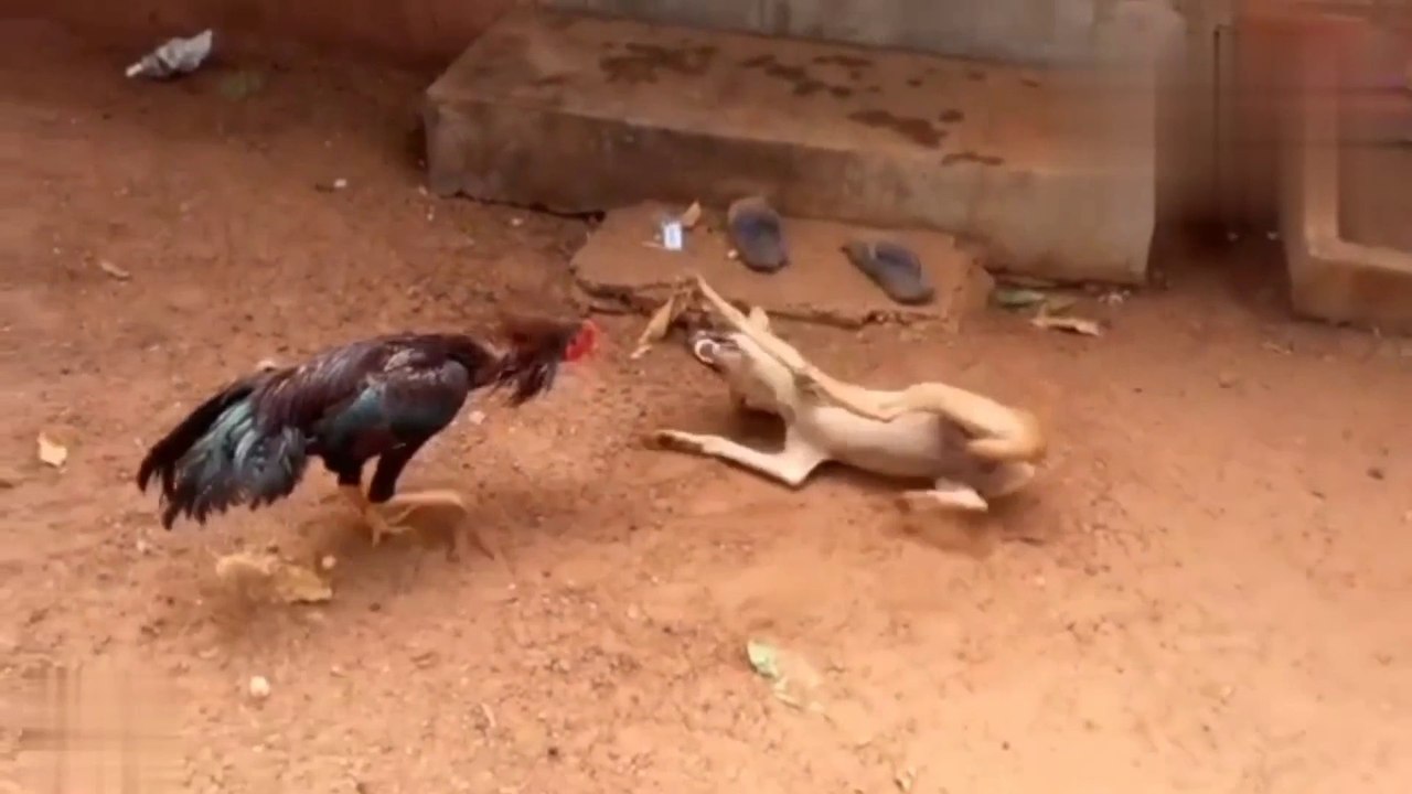 Murga and kutte ki ladai