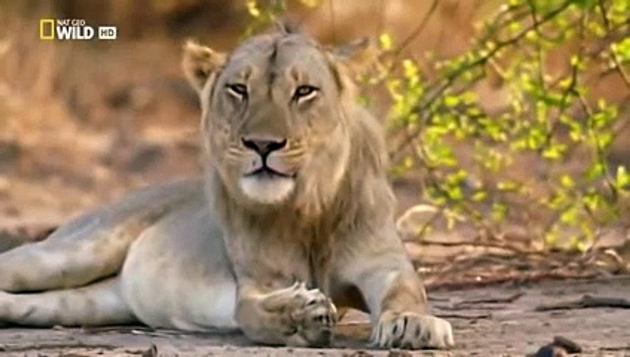 NSEFU Kings of Lions Documentary 2018 National Geographic Lions Documentary 2018   YouTube