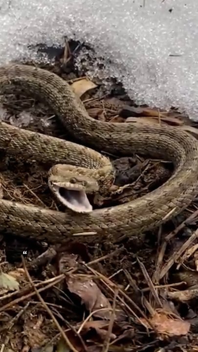 ‘봄날씨에 속았네’ 겨울잠 깬 누룩뱀, 벌써 핀 매화