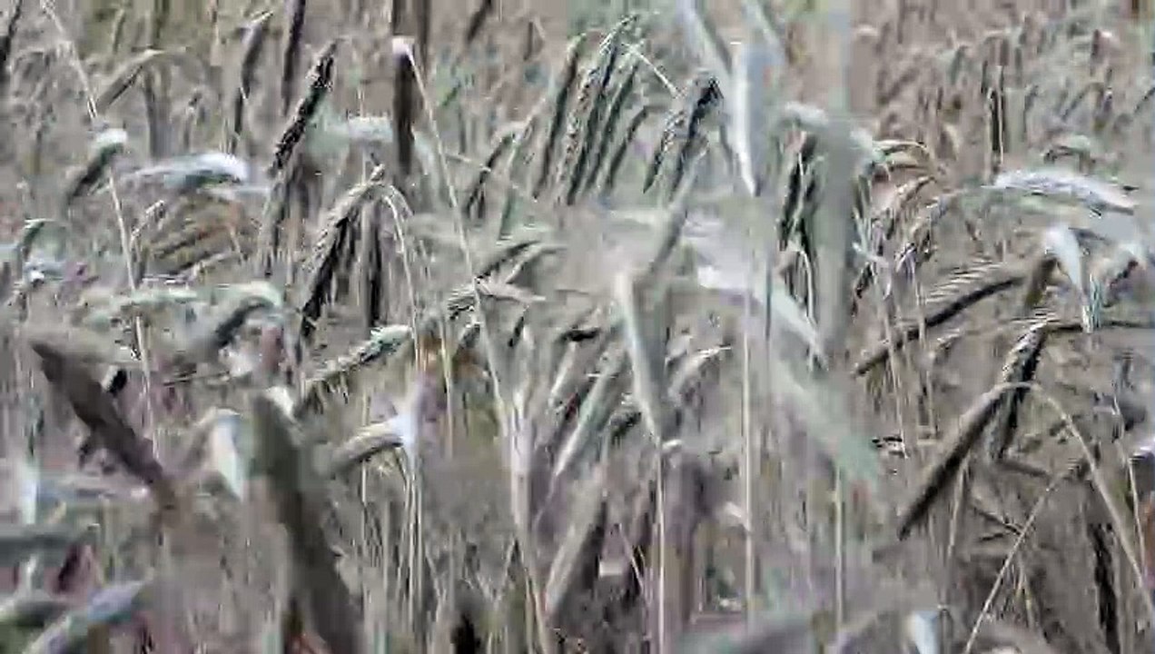 campo, cereal, trigo