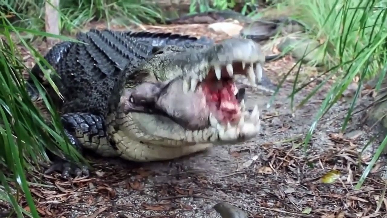 Lion attacks and Crocodile kill  Deadly Fight