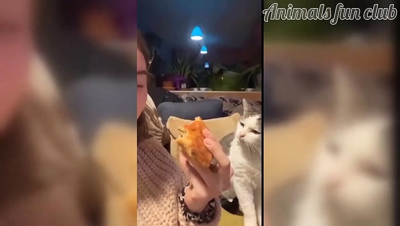 Cats and dogs videos for pet lover  2023