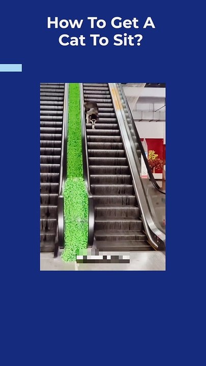 How To Get A Cat To Sit | Funny Pets Videos Compilation 2023