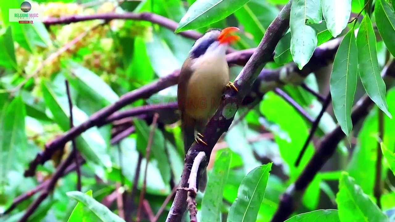 Relaxing Music With Beautiful Bird Song, Nature Sounds, Sleep Music, Mind Fresh Music, Calm Sound