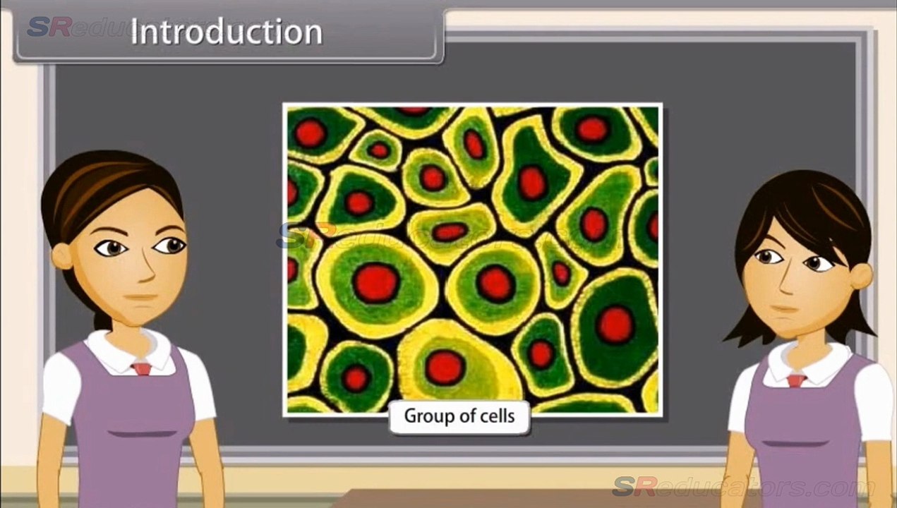 CLASS 9 BIOLOGY TISSUES