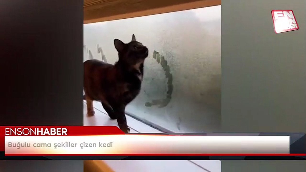 Buğulu cama şekiller çizen kedi