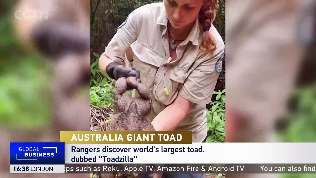 Record-breaking toad