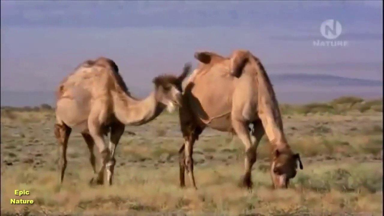 Wild Mongolia (Nature Documentary)