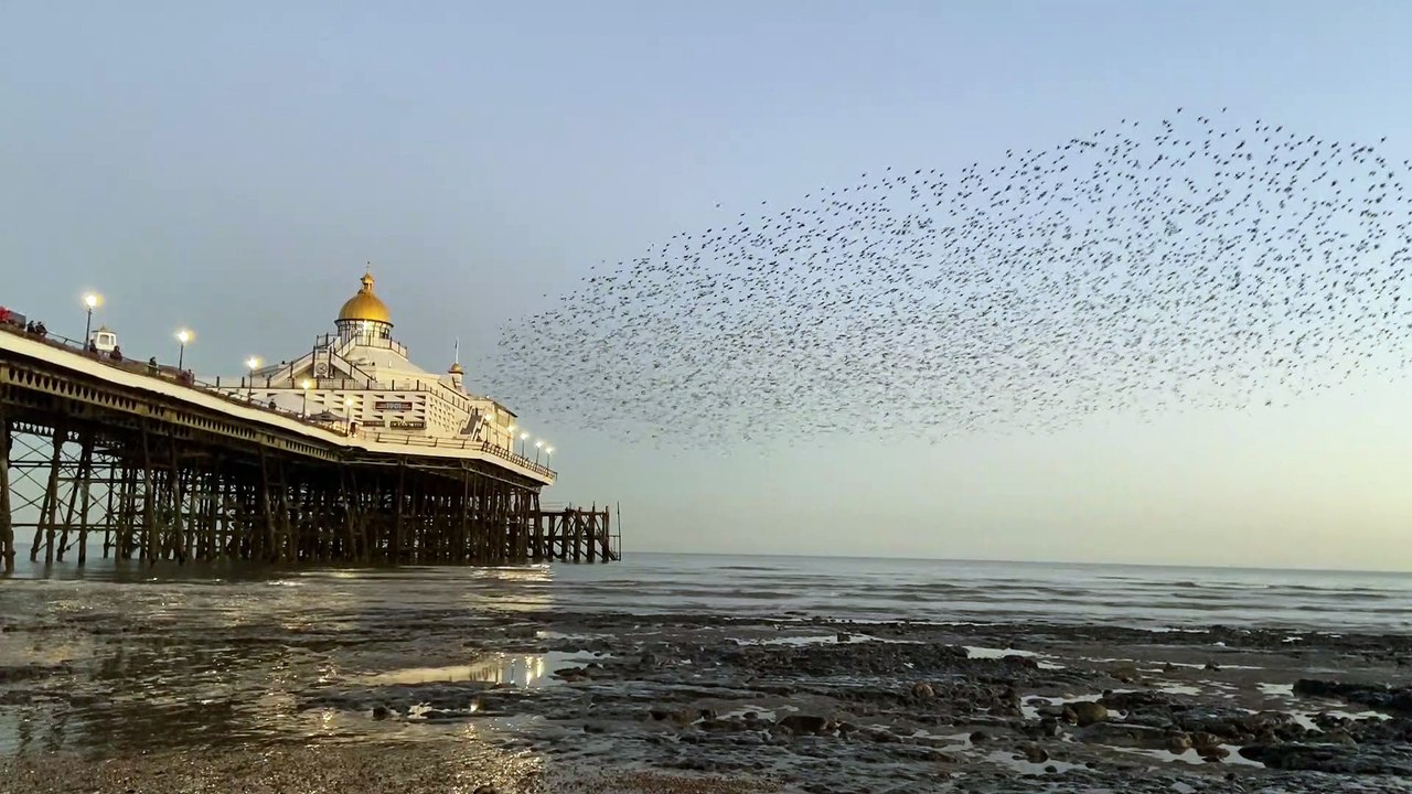 Starling murmurations in Eastbourne