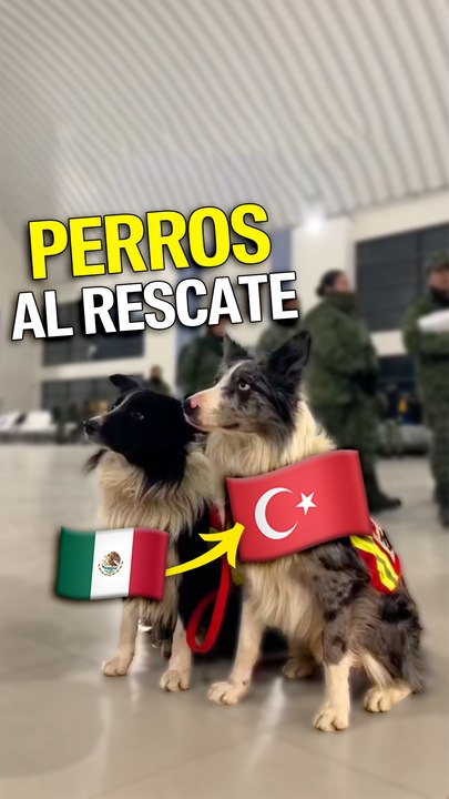 Perros al rescate en Turquía