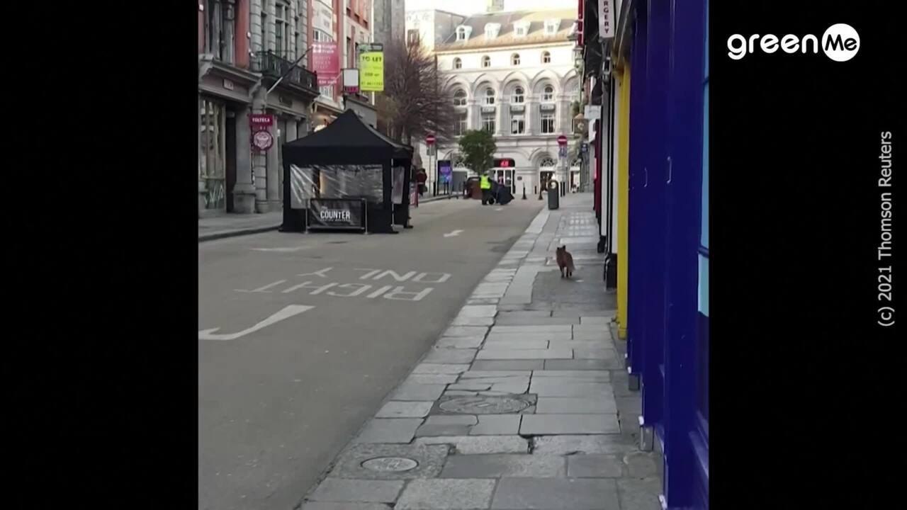 Volpe avvistata a Dublino