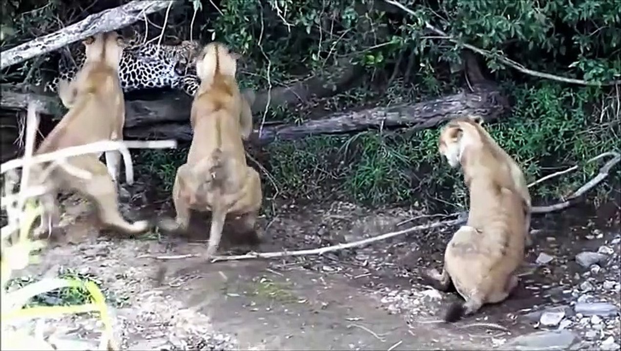 Lion attack Leopard - Lion Vs Leopard