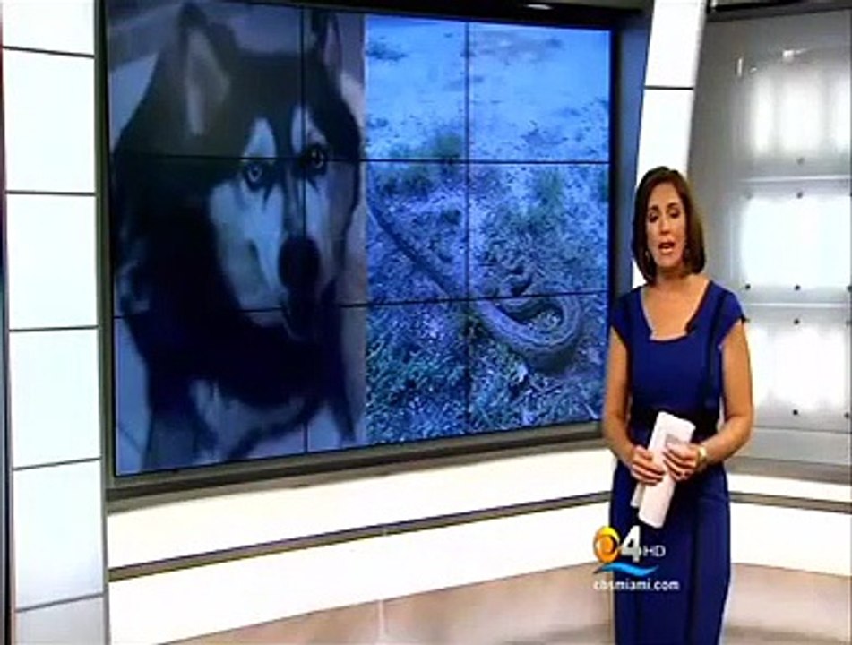 Python Attacks And Kills 60 Lb Husky In South Florida (2)