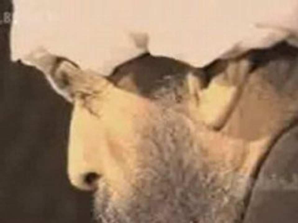 Introduction to Rumi