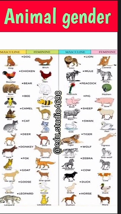 gender of animals | Masculine and feminine gender animals | Animals gender | baby animals#shorts
