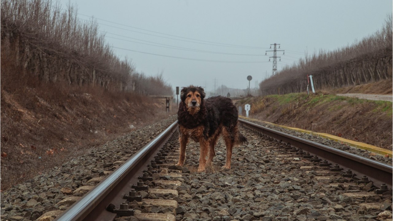 Heartache as two frightened dogs were dumped on the train tracks