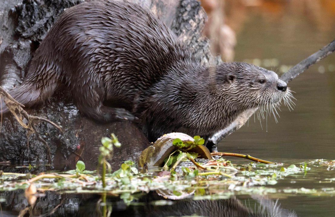 Otter terrorises Somerset village
