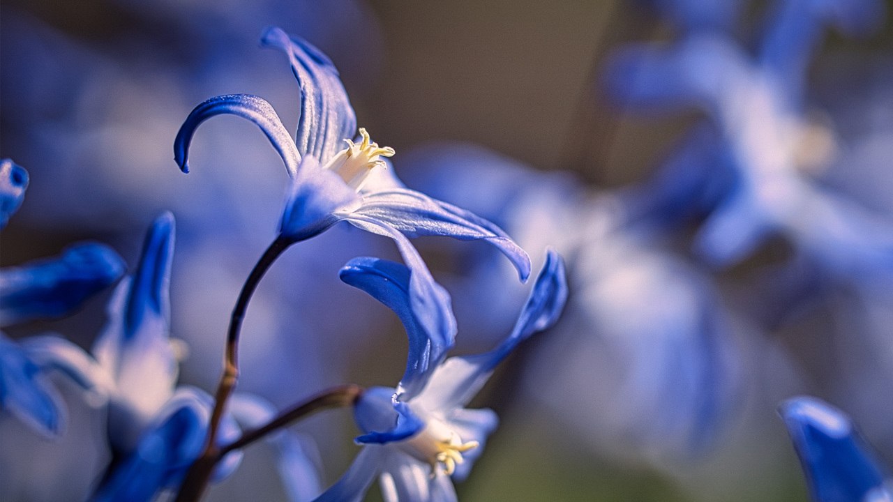 How to Plant and Grow Threadleaf Bluestar