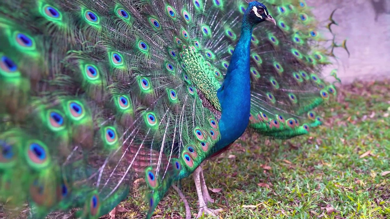 peacock video 4k